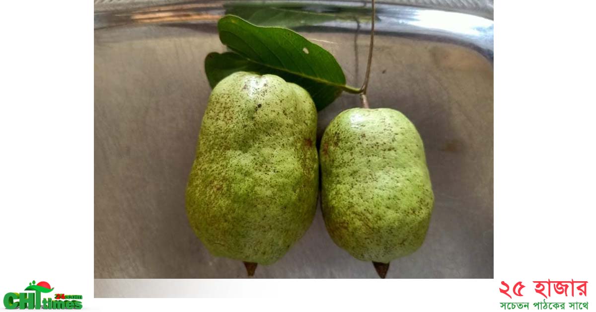 কাপ্তাইয়ে উদ্ভাবিত বীজ বিহীন পেয়ারার চাহিদা বাড়ছে
