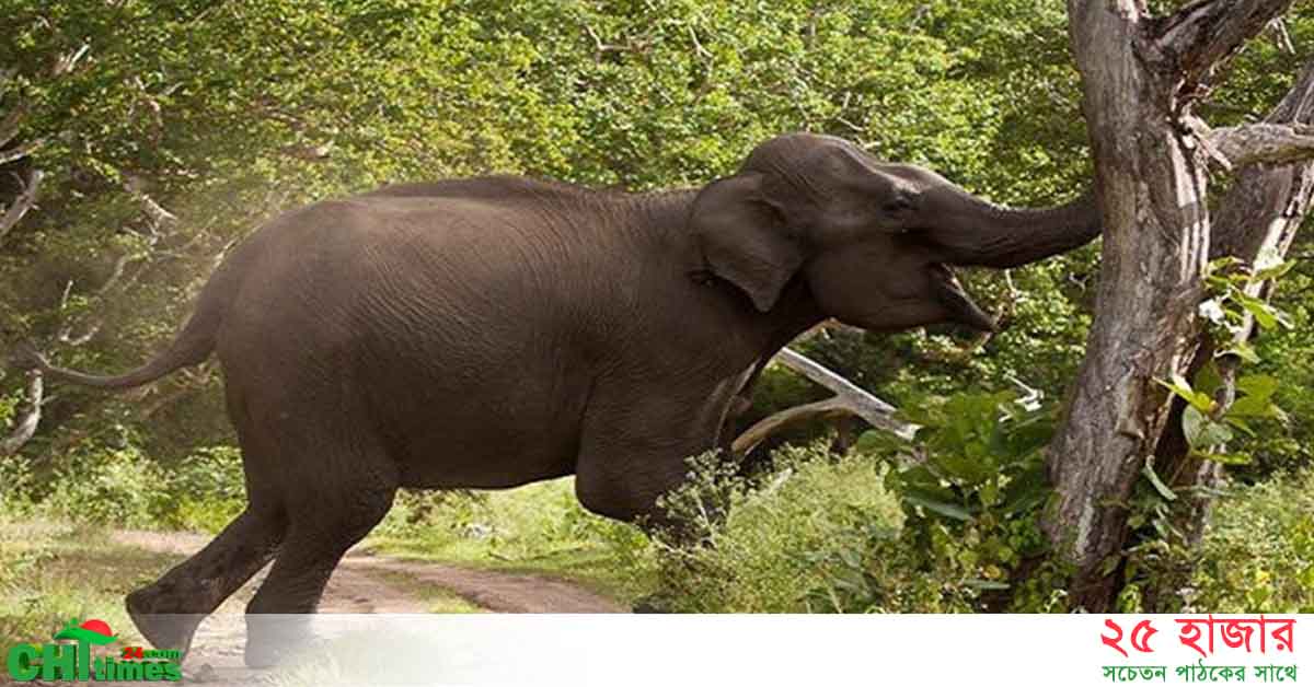 লংগদুতে বন্য হাতির আক্রমনে বৃদ্ধা গুরুতর আহত
