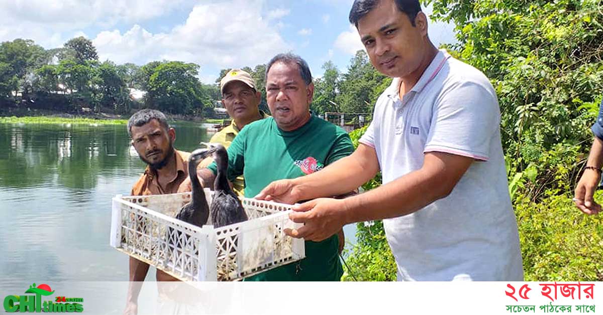 ১৫ দিন পালন করে কাপ্তাই লেকে পানকৌড়ির ২টি বাচ্চাকে অবমুক্ত করলো বনবিভাগ