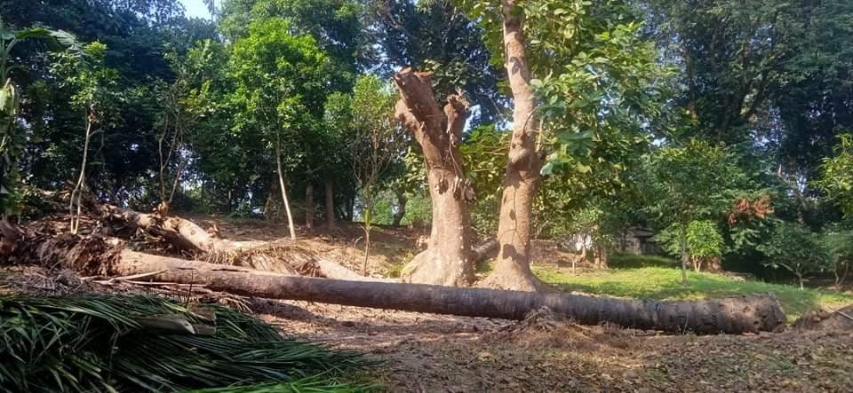 রামগড়ে কৃষি গবেষণা কেন্দ্রে ডালপালা ছাঁটার নামে বৃক্ষ উজাড়