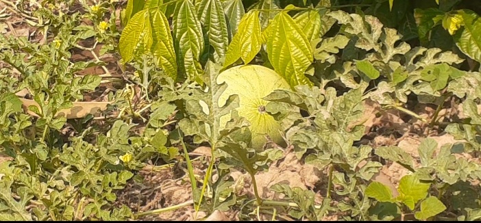 নানিয়ারচরে তরমুজ চাষে লাভের হতাশায় চাষীরা
