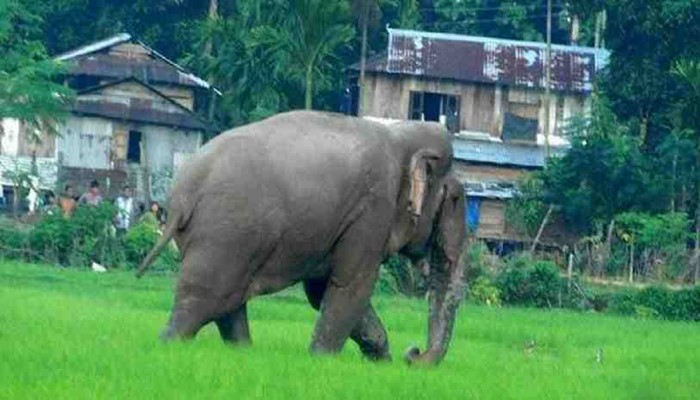 বন বিভাগ পার্বত্যাঞ্চলে হাতিসহ অন্যান্য বন্য প্রাণী সংরক্ষণে কাজ করে যাচ্ছে
