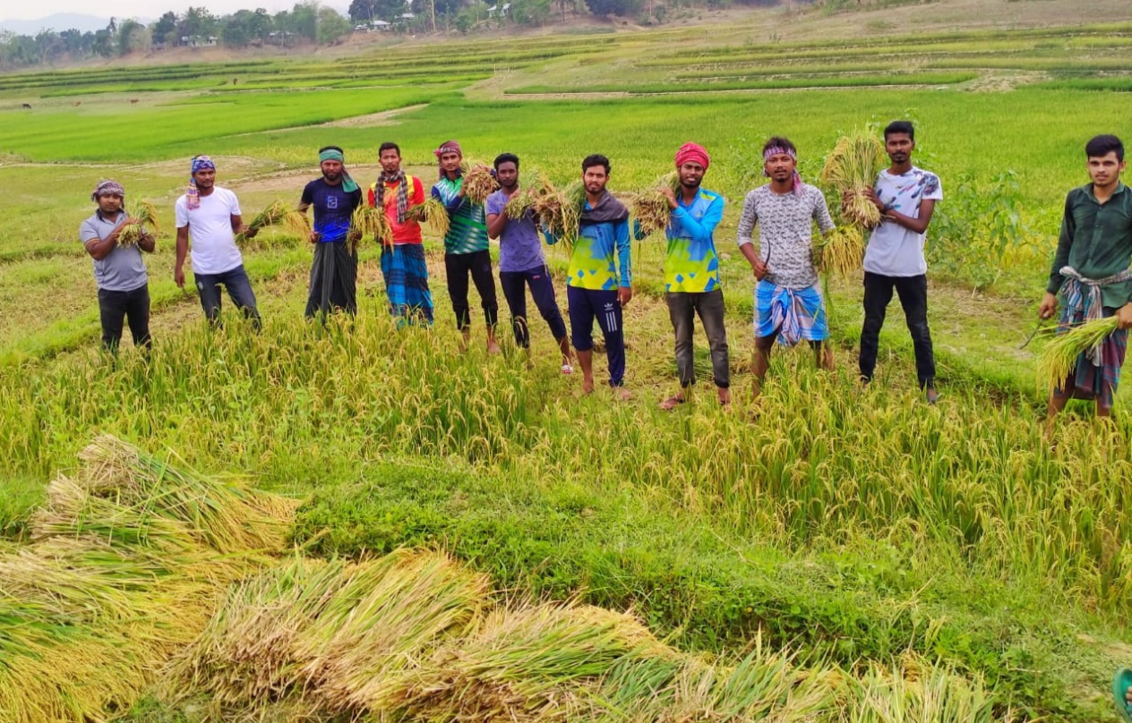 লংগদুতে অসহায় কৃষকের জমির ধান কেটে দিল ছাত্রলীগ
