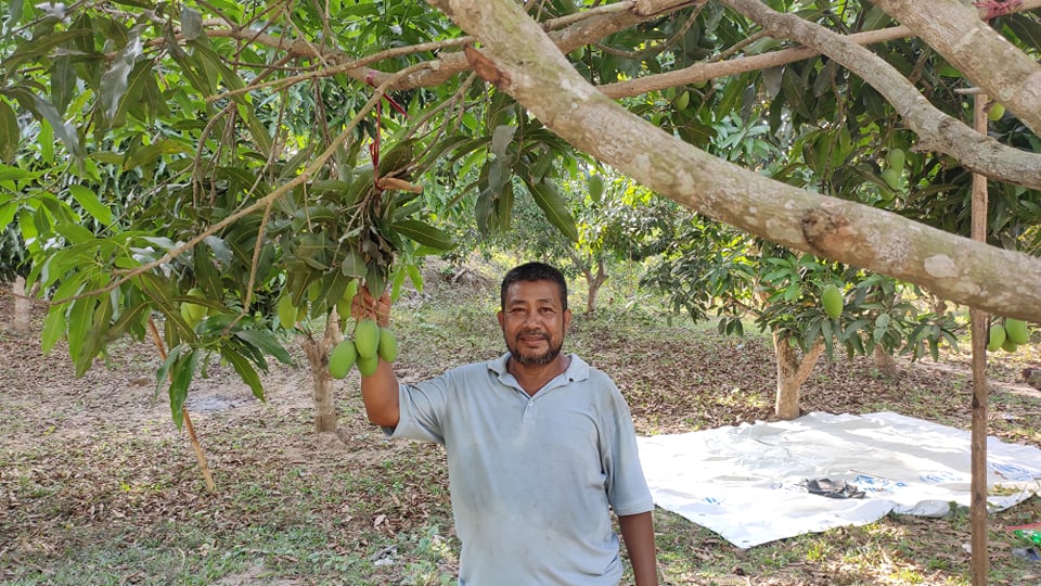 আম চাষে সফল কাপ্তাইয়ের মংচিং মারমা 