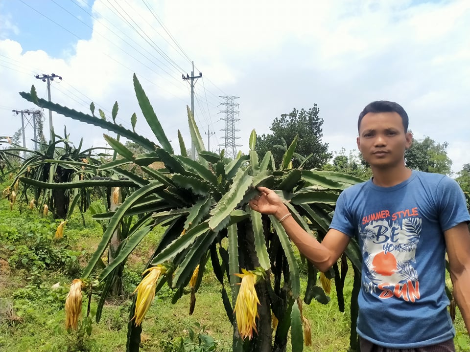 ড্রাগন চাষে আশার আলো দেখছেন নানিয়ারচরের উজ্জ্বল চাকমা 