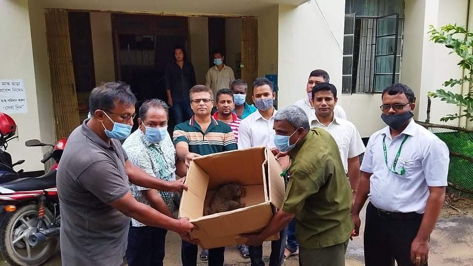 রাঙামাটিতে বিরল প্রজাতির লজ্জাবতী বানর উদ্ধার