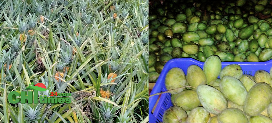 লকডাউন ও টানা বর্ষণে নানিয়ারচরের মৌসুমী ফল চাষীদের দুর্ভোগ চরমে!