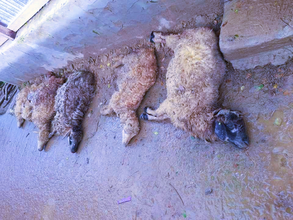 বাঘাইছড়িতে খামারে বেওয়ারিশ কুকুরের আক্রমণে ৬ ভেড়ার মৃত্যু