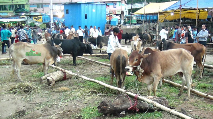 রাঙামাটিতে বসেছে বিরাট গরু-ছাগলের হাট!