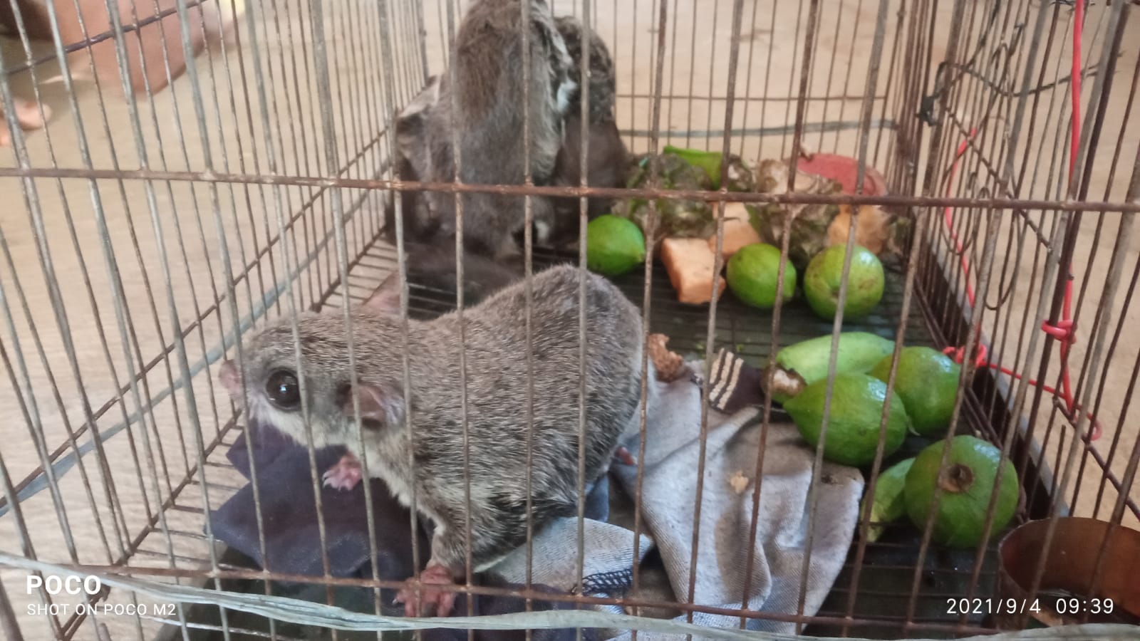 রাঙামাটির নানিয়ারচরে বিরল উড়ন্ত কাঠবিড়াল অবমুক্ত!