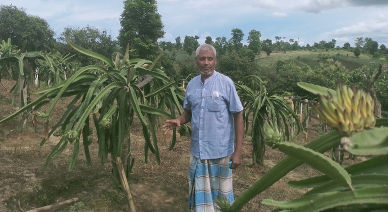 নানিয়ারচরে ড্রাগন চাষে সম্ভাবনা দেখছেন শামশুল আলম
