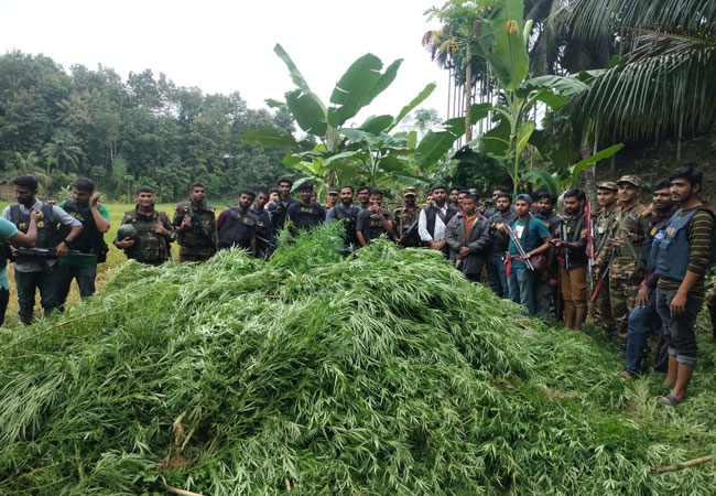 কাউখালীতে যৌথ অভিযানে ৯ কোটি টাকার গাঁজা গাছ ধ্বংস:আটক ১