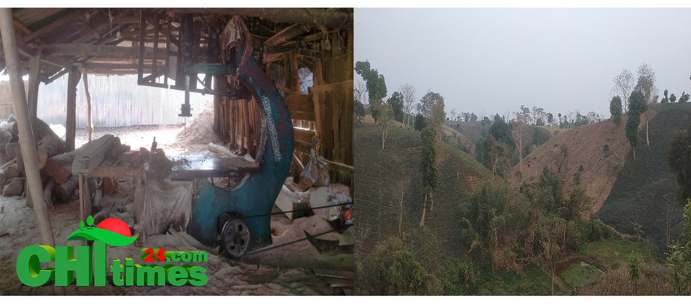 নানিয়ারচরে অবৈধ করাতকলে উজাড় হচ্ছে বন