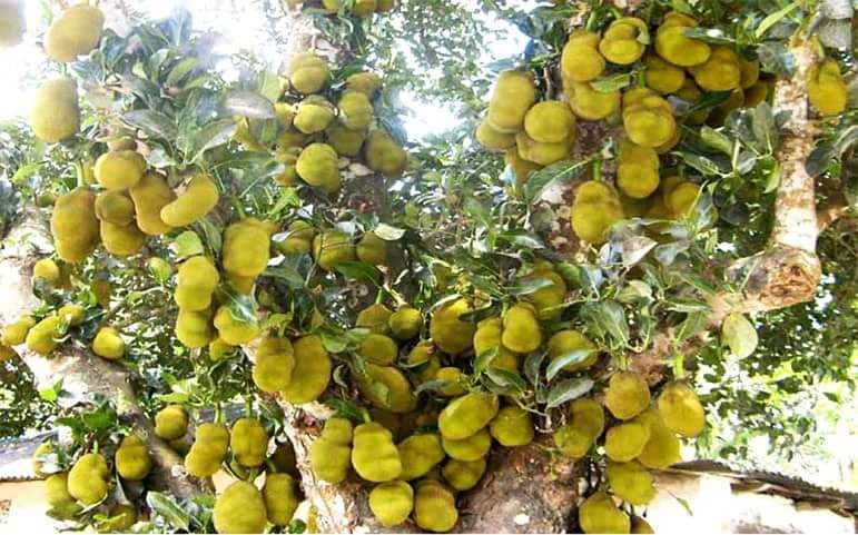 পাহাড়ে কাঠাঁলের বাম্পান ফলন; ন্যায্য মূল্য বঞ্চিত ব্যবসায়িরা