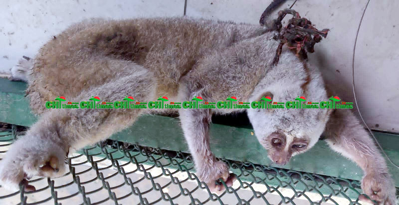 দুর্লভ প্রজাতির লজ্জাবতী বানর উদ্ধার
