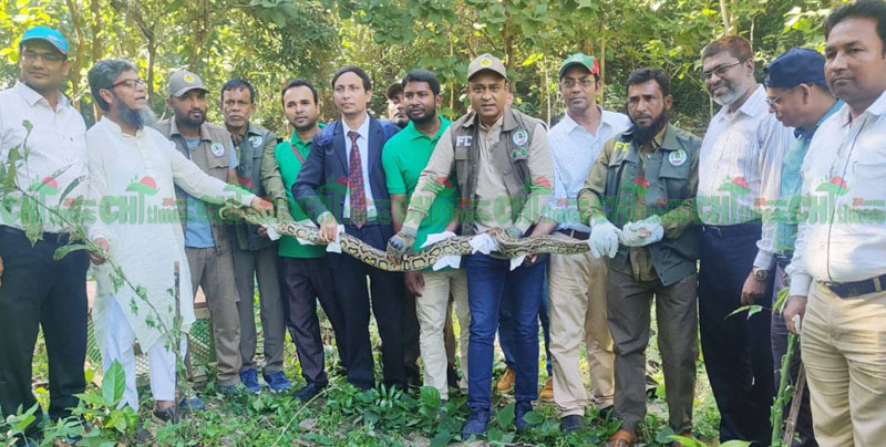 রাঙামাটির টিটিসি থেকে সাড়ে ১২ ফুট অজগর উদ্ধার