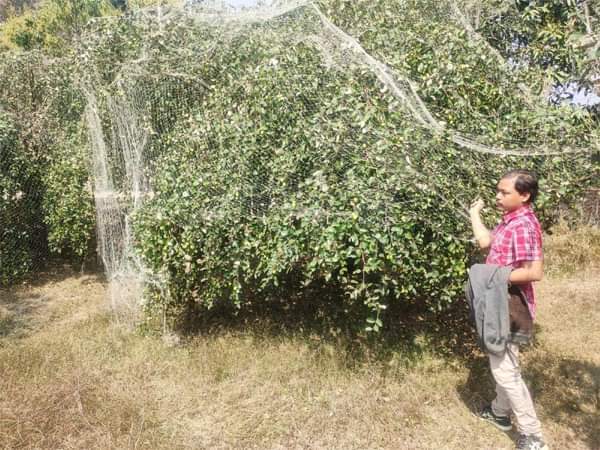 বারি কুল-৪ জাতের উদ্ভাবনে সফল্য রাইখালী পাহাড়ি কৃষি গবেষণা কেন্দ্রের 