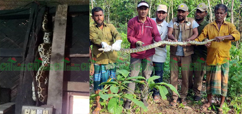 রিজার্ভ বাজারে বসতঘরের রান্নাঘরে মিলল ১১কেজি ওজনের “অজগর”