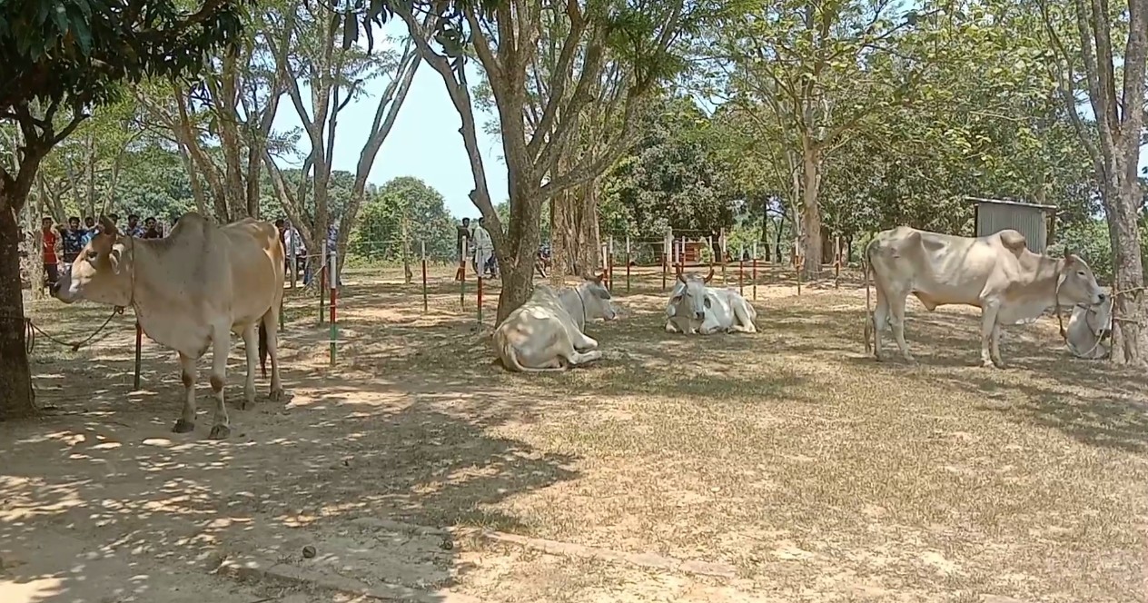 লংগদুতে বিজিবির হাতে জব্দকৃত ৮টি গরুর নিলাম 
