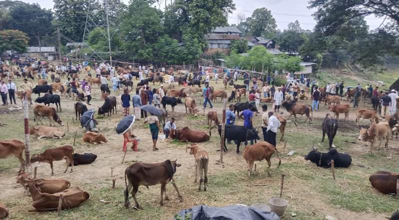 কাপ্তাইয়ে জমে উঠছে পশুর হাট: দেশী গরুর চাহিদা বেশি 