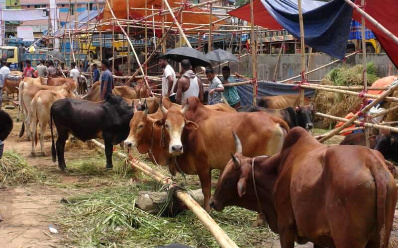 পাহাড়ে প্রাকৃতিক ভাবে বেড়ে ওঠা পাহাড়ী গরুর চাহিদা বেশী