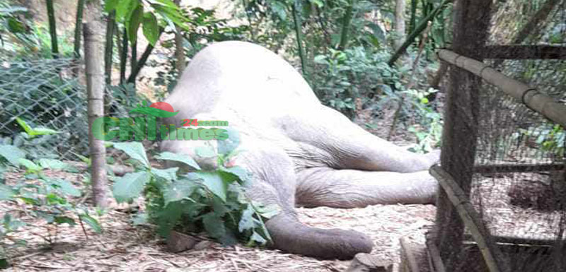 রাইখালীতে পড়ে রয়েছে বন্যহাতির মৃতদেহ