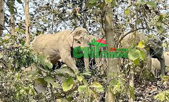 রাজস্থলীতে বন্যহাতির আক্রমণে ফসলি জমির ব্যাপক ক্ষতি