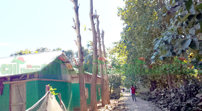 বরকলে সরকারি রাস্তার শতাধিক গাছ উধাও: অভিযোগের তীর সাবেক আ;লীগ নেতার বিরুদ্ধে