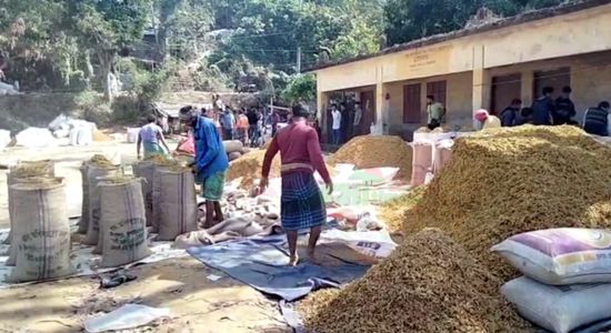 সবুজ পাহাড়ে হলুদের বাম্পার ফলন,  শতকোটি টাকার উৎপাদনের লক্ষ্যমাত্রা