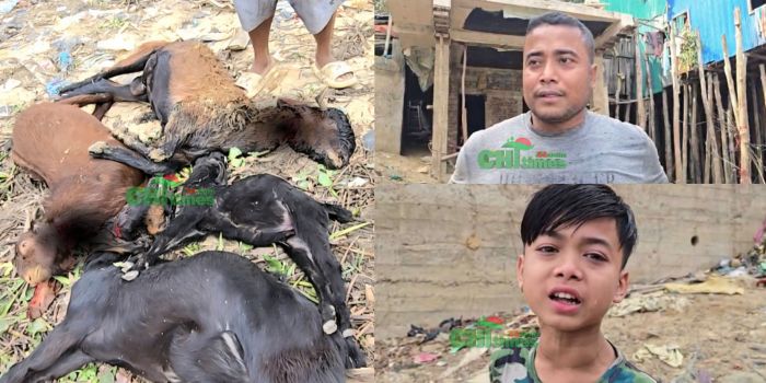 রাঙামাটিতে বিষ প্রয়োগে চারটি উন্নতজাতের ছাগল হত্যা: দিশেহারা ক্ষুদ্র উদ্যোক্তা উজ্জল ত্রিপুরা 