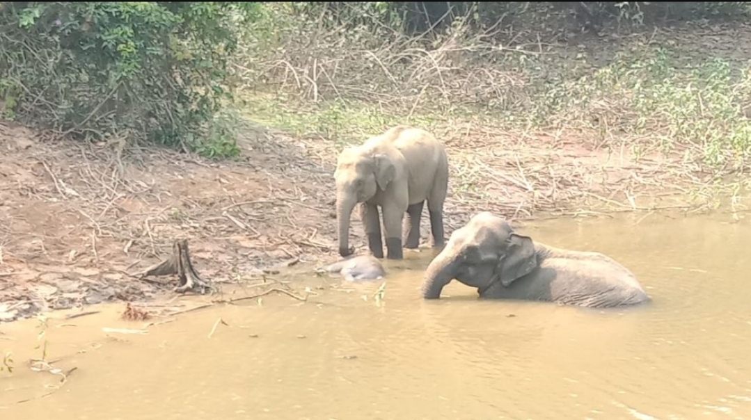 নাইক্ষ্যংছড়িতে গর্তে পড়ে বাচ্চা হাতির মৃত্যু, লোকালয়ে ঢুকে বিপর্যয়