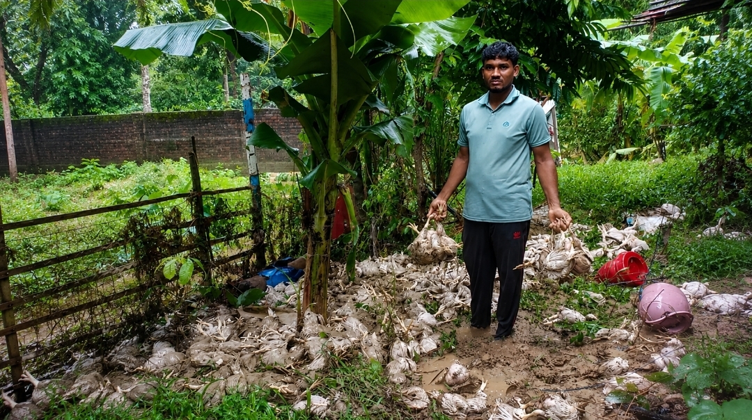 পাহাড়ি ঢলের পানিতে ভেসে  মারা গেল ১৫০০ মুরগি, নিঃস্ব তরুণ উদ্যোক্তা