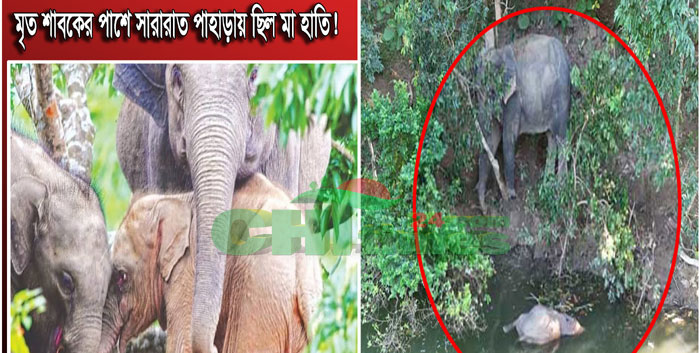 মৃত শাবকের পাশে সারারাত পাহাড়ায় ছিল মা হাতি