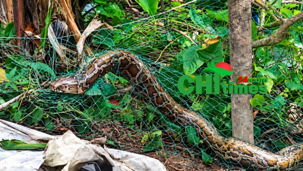রাঙামাটিতে বসতবাড়ির উঠান থেকে ৮ ফুটের অজগর উদ্ধার
